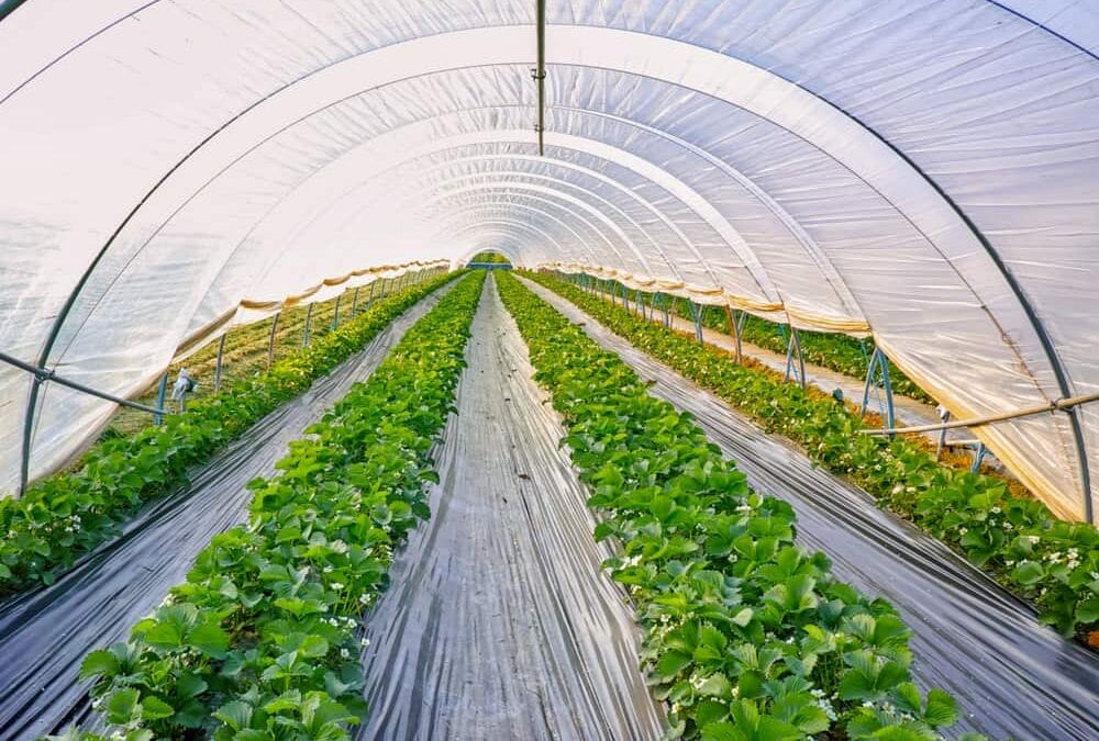 Polyethylene Greenhouse Covering